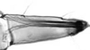 Subgenital plate.: Rostrum (URS) of A. pomi. (Observation).