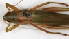 CollectionObject 1589285; be7376ac-6da6-4bb3-85a3-63c0869426f1: female, dorsal view (syntype). (CollectionObject).