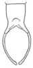 Bliastonotideus fulvorufus Beier, 1962: Fig. 3. male subgenital plate (ventral view, styli 4.7 mm). (Otu).