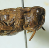 CollectionObject 1498696; ec7d2af6-3299-40ae-85ba-88e5a1f50736: female head and pronotum, lateral view. (CollectionObject).