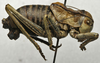 CollectionObject 1534971; 946bf810-25e9-4cd8-9e6f-ca64f6ba3dc3: male, lateral view (holotype). (CollectionObject).