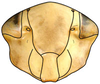 Head: !! display not done !! on Acinopterini Oman, 1943: Acinopterus acuminatus, face (INHS). (Observation).