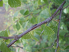 CollectionObject 1567271; 065317cb-ee50-44e1-a0b2-635675fec5d4: (CollectionObject).