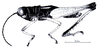 Christenacris sanguilenta Descamps & Rowell, 1984: Fig. 1. male, habitus. (Otu).