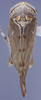 Habitus, dorsal view: (Observation).