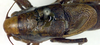 CollectionObject 1500477; 0f998e80-aa54-4cf7-b993-41def21a5315: male, dorsal view (holotype). (CollectionObject).