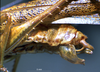 CollectionObject 1503248; 75e53c44-9a74-446f-a7ad-3179280ebb05: male abdominal apex. (CollectionObject).