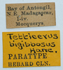 CollectionObject 1585242; 32352b98-c3cd-4736-b006-f2edac3b2f2b: paratype (labels). (CollectionObject).