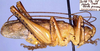 CollectionObject 1531881; 3e56671c-6d2c-4df3-99f1-504d91e8c122: male (holotype). (CollectionObject).
