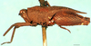 CollectionObject 1505158; 96fdd5b7-413b-4ebd-81fc-0b6787375e64: female, lateral view. (CollectionObject).
