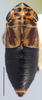 Habitus, dorsal view on Anoterostemma ivanoffi (Lethierry, 1876): Anoterostemma ivanhoffi, dorsally (INHS). (Observation).