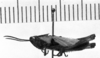 CollectionObject 1530370; 0a5079a7-d8b8-4e7d-a6ca-d299f91eccbf: Image Carbonell, C.S. male, lateral view (holotype). (CollectionObject).