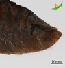 CollectionObject 2243691; Unioeste Cascavel K-0621, 920b9bf9-983a-4e54-b04a-10727b866356: Male, terminalia in lateral view. (CollectionObject).