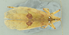 CollectionObject 1531752; 162634ba-6393-4b38-8be6-ae4399d3dd9c: female habitus, dorsal view (holotype). (CollectionObject).