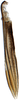 Ovipositor: !! display not done !! on Paraclorindaia pinguis Zahniser, 2021: 2nd valvula, lateral view. (Observation).