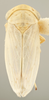 Habitus, dorsal view on Ceratagallia lupini Oman, 1939: (Observation).