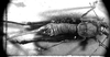 CollectionObject 1539691; bb307042-d292-43c6-9638-4f89d8e8fc43: female, dorsal view (holotype). (CollectionObject).