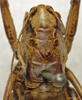 CollectionObject 1535946; 2747b89e-ab81-4039-a546-ed68069faddd: female pronotum, dorsal view (syntype). (CollectionObject).