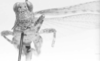 CollectionObject 1523795; 02b16e9d-a224-4abe-a876-0350708063c2: male, frontal view (holotype). (CollectionObject).