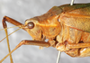CollectionObject 1532204; NMW 9971, 2a9ef488-dc70-4c77-a916-248b4be88212: female, head and pronotum (holotype). (CollectionObject).