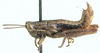 Eremidium erectus Dirsh, 1956: male, lateral view. (Otu).