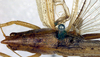 CollectionObject 1500323; 6f4685fa-013c-4a17-9eb0-b2aa93e8078e: male pronotum and stridulatory apparatus (syntype). (CollectionObject).