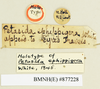 CollectionObject 1518442; 63dce757-be83-4d40-8ac0-fa3b2fd6e8fb: female, labels (holotype). (CollectionObject).
