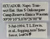 Other on Nodonica bispinigera Dietrich, McKamey & Deitz, 2001: (Observation).