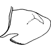 Pygofer, lateral view on Coganoa cogani Dworakowska, 1976: Pygofer, lateral view. (Observation).