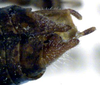 Nanodectes harpax Rentz, 1985: male cerci (paratype). (Otu).