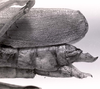CollectionObject 1523925; 8822f8d4-b242-4902-9cce-eb1b268b6cec: Image C.S. Carbonell. female, abdomen end (holotype). (CollectionObject).