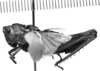 Conometopus sulcaticollis (Blanchard, 1851): Image, Carbonell, C.S. female, lateral view (paralectotype). (Otu).