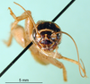 CollectionObject 1502899; af4affb2-4add-49cd-9b89-5aba3ccb99c2: female, frontal view. (CollectionObject).