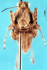 CollectionObject 1505359; 4e8b07e3-f58a-47c6-9f25-6e632802fa39: holotype. male, frons. (CollectionObject).