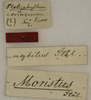 CollectionObject 1529738; c0aec8bb-e67a-4613-be72-98b0157f5cfc: labels (holotype). (CollectionObject).
