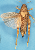 CollectionObject 1507064; a01aa1bc-d4aa-4805-a0f1-1cd3c8170d0d: female, dorsal view (holotype of Aucacris hebardi). (CollectionObject).