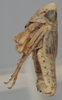 Habitus, lateral view on Athysanella (Gladionura) sinuata (Osborn, 1930): Lateral. (Observation).