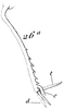 Dentridactylus denticulatus (Saussure, 1874): Pl. VIII, Fig. 26 a. hind tibia. (Otu).