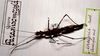 CollectionObject 1562541; 4b74415b-5e59-4c19-9d59-437d43e12c08: copyright MHNG Geneva. female (paralectotype). (CollectionObject).