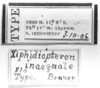 CollectionObject 1538887; c9aba739-7a60-4c95-85f1-c01c4f7f37e0: Image, Carbonell, C.S. at the British Museum, 1970. labels (holotype). (CollectionObject).