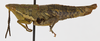 CollectionObject 1523778; 620616c5-2c8a-47e7-93fd-4122aa6299d7: female, lateral view (holotype). (CollectionObject).