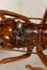 CollectionObject 1531218; c1232a83-d9c3-4924-81ef-49dbdabae07e: female, dorsal view (lectotype). (CollectionObject).