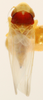 Habitus, dorsal view: !! display not done !! on Erythroneura diva McAtee, 1920: Habitus (holotype, USNM collection). (Observation).