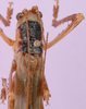 CollectionObject 1530758; 5e5dc9e4-f78b-44bc-be58-07d68236dd06: male pronotum, dorsal view. (CollectionObject).