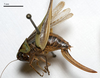 female, lateral view (holotype). Depicts CollectionObject 1532120; 51080269-3759-455b-aac7-6005281a972e, a CollectionObject.