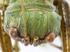 CollectionObject 1566952; a685466a-1b01-4ba2-b425-4a59ece37200: adult female, head, dorsal view. (CollectionObject).