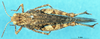 CollectionObject 1543102; 4d2e9400-4b96-4ed0-9322-e8ba7aeb0726: female, dorsal view (neosyntype). (CollectionObject).