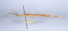 CollectionObject 1590082; 3f68a9ae-43ee-444f-8867-92023ed8e6e1: copyright MNHN, Paris. male, lateral view (holotype). (CollectionObject).