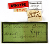 CollectionObject 1587224; MNHN(SF IMPORT DUPLICATE) MNHN-EP-EP1163, c2b734f9-2ba3-4396-8062-299aa5657ede: CC BY-NC-ND 4.0/MNHN - Depraetere Marion - 2014. Syntype, female, of luteola Blanchard, 1837. Specimen number: MNHN-EP-EP1163. http://coldb.mnhn.fr/catalognumber/mnhn/ep/ep1163. (CollectionObject).