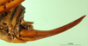 CollectionObject 1501962; 966b5713-e854-4e1f-b28c-759ad73db253: ovipositor (syntype of Hemideina ligata). (CollectionObject).